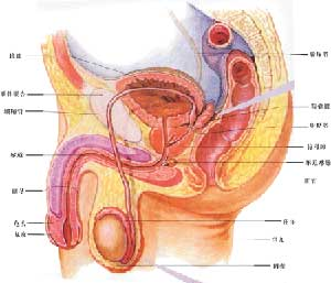 全部版本 历史版本  小便刺痛是指排尿时感到尿道,膀胱和会阴部疼痛.