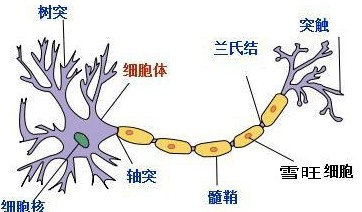 神经细胞