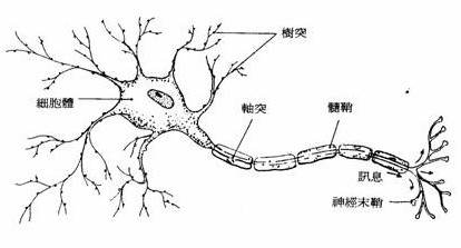 信号通过树突传入神经元，再经过轴突向外传播