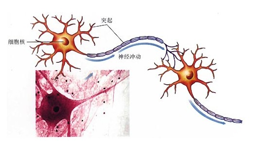 神经元