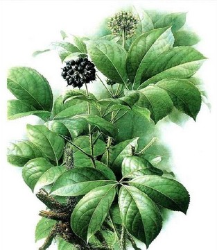 刺五加的根部和根状茎可入药,具有祛风湿,强筋骨的功效,并且还可以制