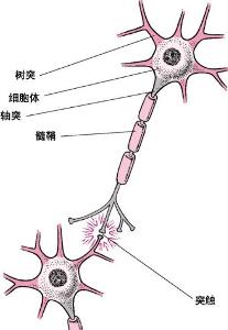 神经细胞 - 搜搜百科