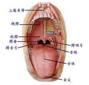 口内的空腔,由两唇,两颊,硬腭,软腭等构成.