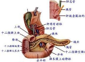 小肠类癌-+搜搜百科