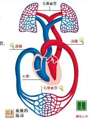 人体血液循环系统示意图