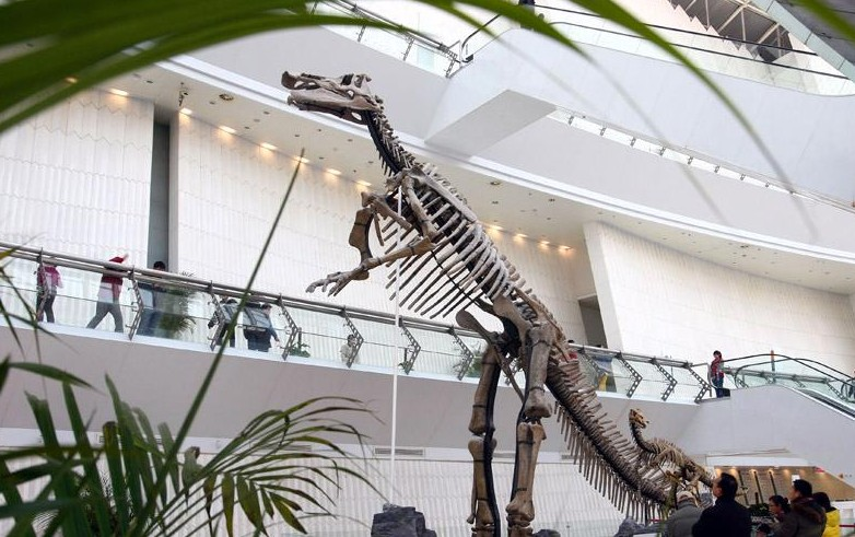 天津自然博物馆恐龙化石