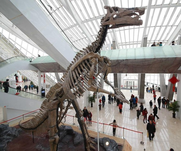 天津自然博物馆恐龙化石