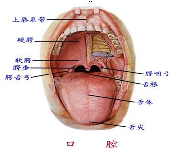 腭扁桃体恶性肿瘤