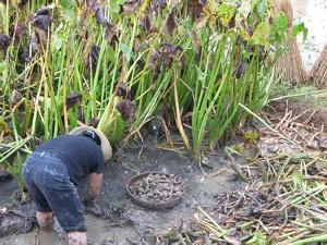 慈菇-+搜搜百科