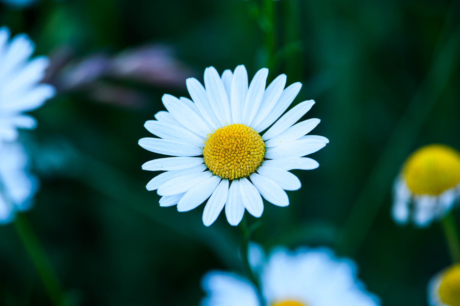 雏菊花语