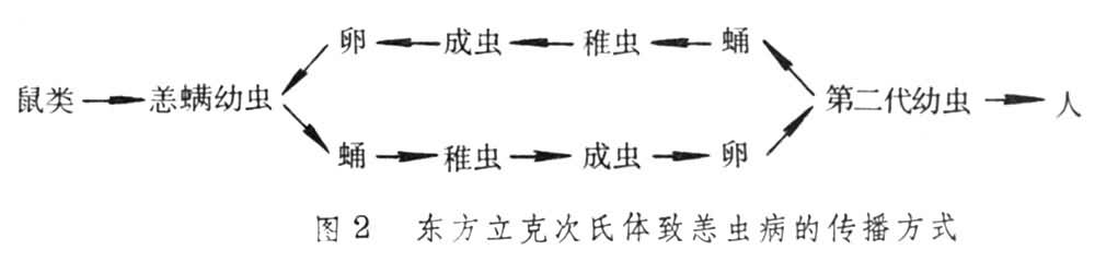 立克次氏体病