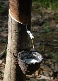 橡胶树原产于巴西亚马逊河流域马拉岳西部地区,现已布及亚洲,非洲