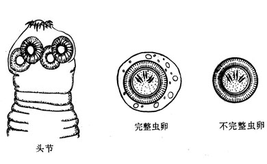 第39章 肠疾病1