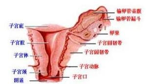 子宫颈肉瘤