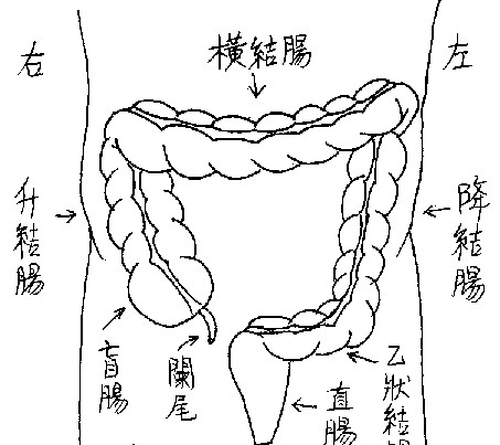 升结肠从盲肠到肝曲长约20cmb.横结肠起于结肠肝曲c.横结.