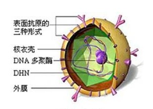 乙肝小三阳病毒