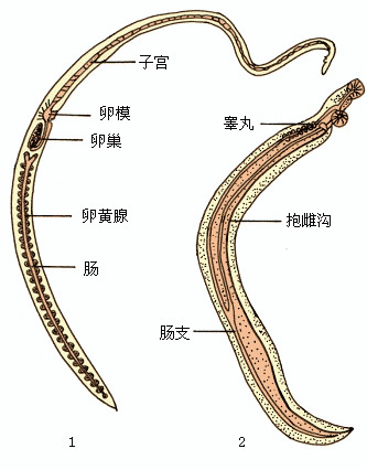 日本血吸虫