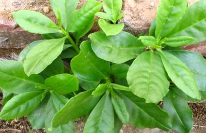 人参菜+++食用嫩梢,宜炒食或作汤