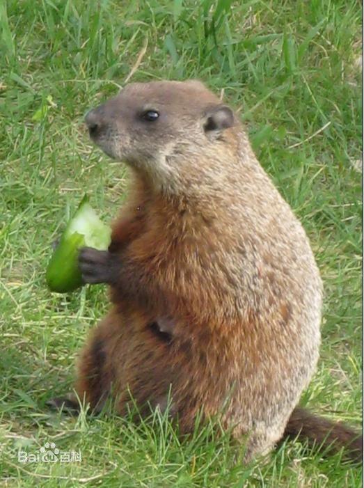 河狸鼠图片