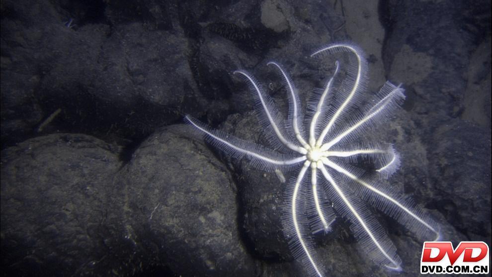 深海异形+-+搜狗百科