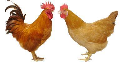 三黄鸡+-+搜狗百科