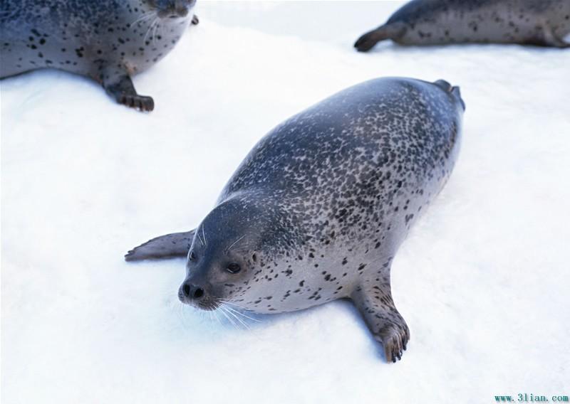 海狮