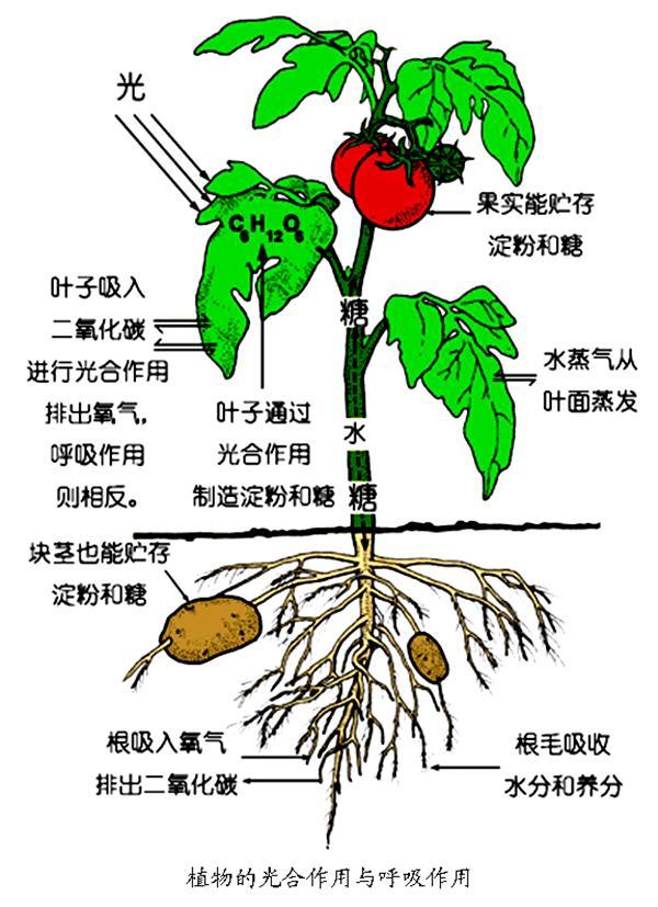 植物的呼吸作用