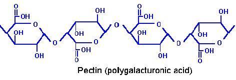 果胶(pectin)是一组聚半乳糖醛酸.
