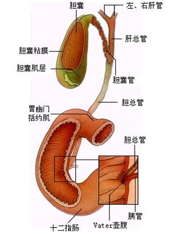 胆囊