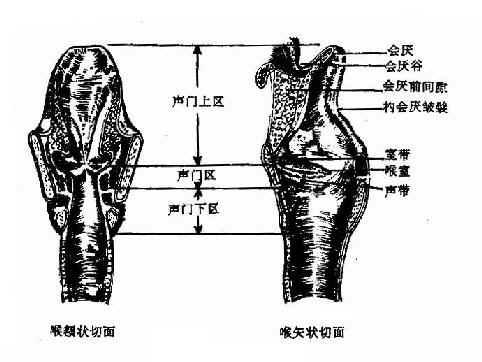 <em>怎么</em>降低<em>喉结</em>_男人<em>喉结</em>大代表什么_<em>喉结</em>大是