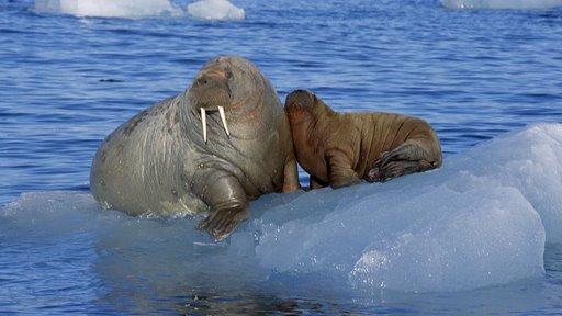  海象 -+搜搜百科