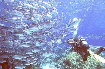 太平洋海底世界+-+搜搜百科