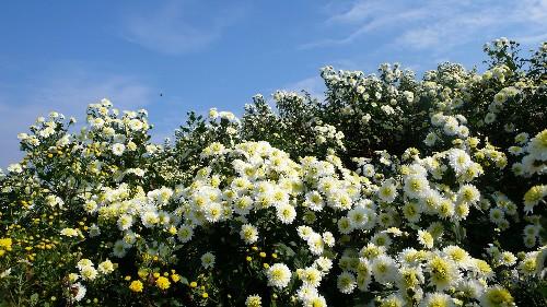 黄山贡菊