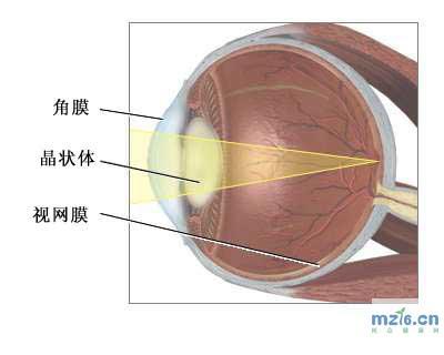 慢性角膜炎 | 知客分享