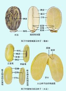 种子结构