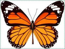蝴蝶也是一种轴对称图形