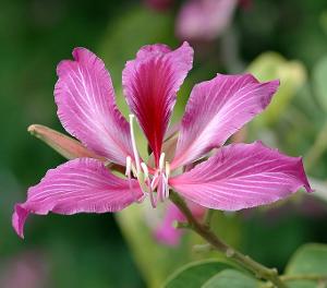 香港市花【相关词_ 洛阳市花】