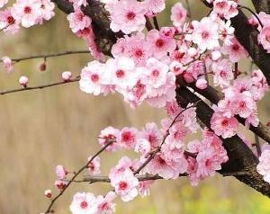 梅花香自苦寒来