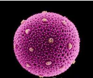 过敏体质吃什么药_过敏体质图片_前列腺炎吃什么图解