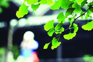 长焦距光圈_焦段光圈哪个重要_大光圈长焦距虚化