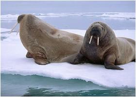 海象-+搜搜百科