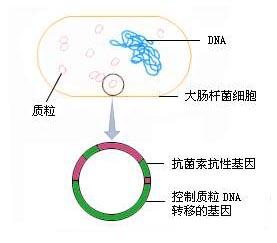 大肠杆菌质粒的分子结构示意图