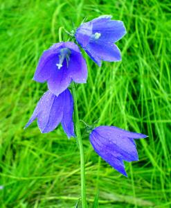 温馨花语   【花语】风铃草(canterbury bell)   1.创造力.