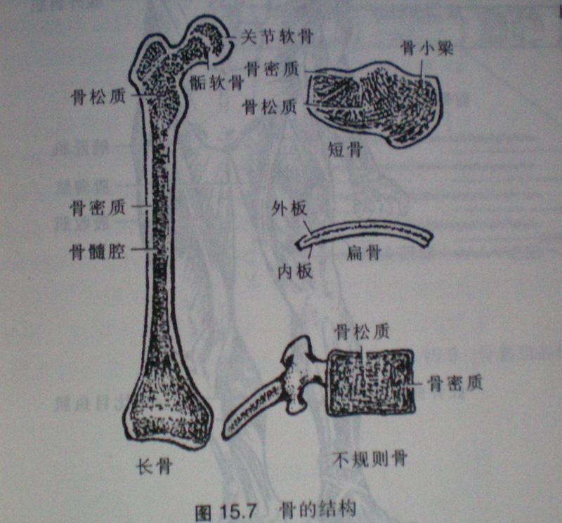 长骨,短骨,扁平骨,不规则骨,圆骨〈种子骨〉   1.