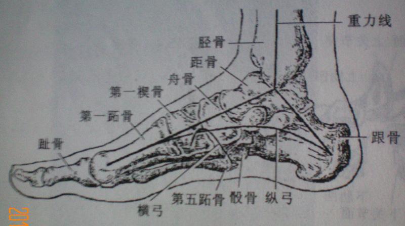人体骨骼