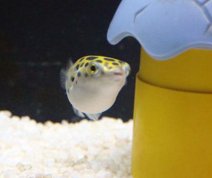 潜水艇鱼+-+搜狗百科