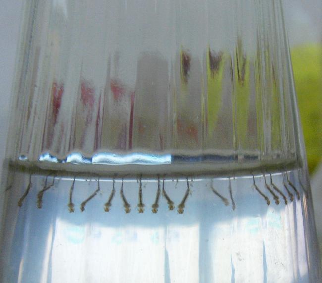 孑孓-+搜狗百科