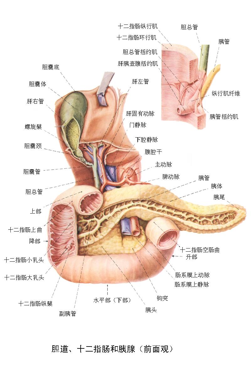 十二指肠duodenum介于胃与空肠之间,成人长度为20～25cm,管径 4