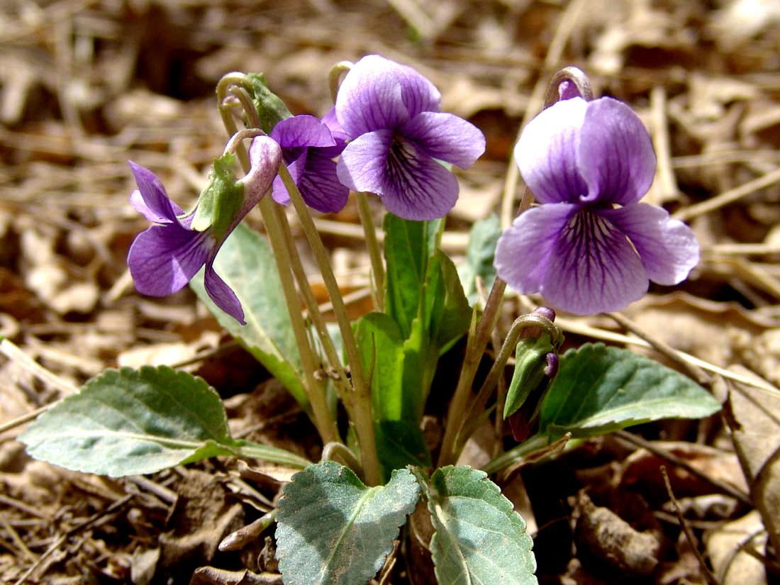 紫花地丁图片_紫花地丁的花朵图片大全 - 花卉网