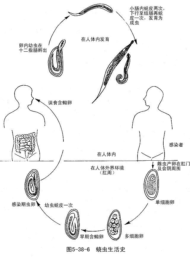 鄂口线虫在皮肤照片